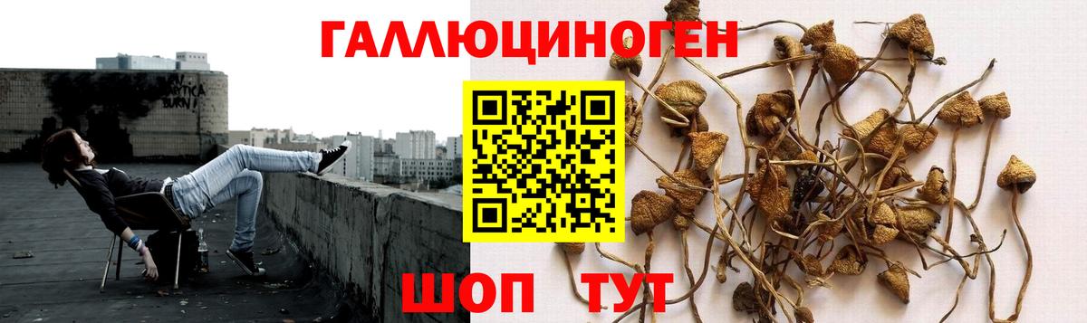 Галлюциногенные грибы Psilocybe  наркотики  Галлюциногенные грибы Psilocybe  Шумерля  Вход с VPN 